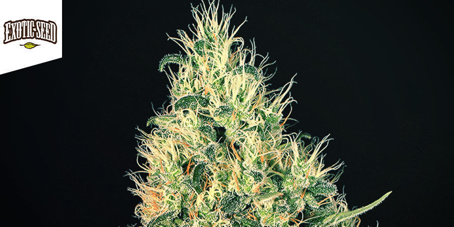 Gypsy Widow - Exotic Seed Gypsy Widow - Exotic Seed
