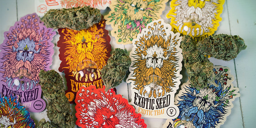 Hvordan pakkes Exotic Seed cannabisfrø? Exotic Seed Cannabisfrø-emballage
