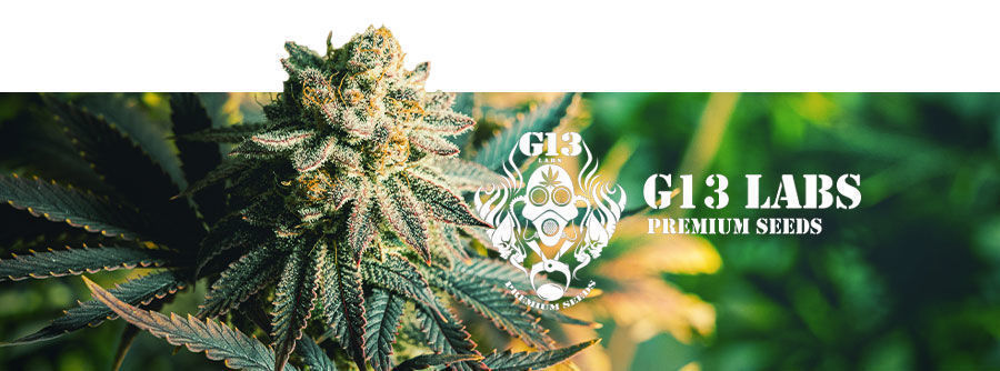 G13 Labs - Cannabisfrø G13 Labs - Cannabisfrø