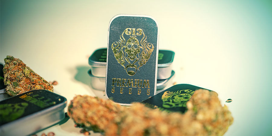 Hvad er de 3 bedste cannabis-sorter fra G13 Labs? Top 3 Cannabis-sorter fra G13 Labs