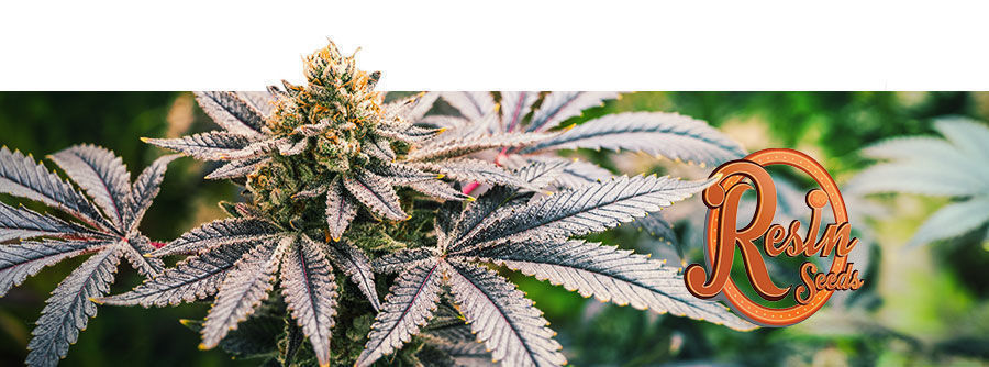 Resin Seeds Resin Seeds - Cannabisfrø