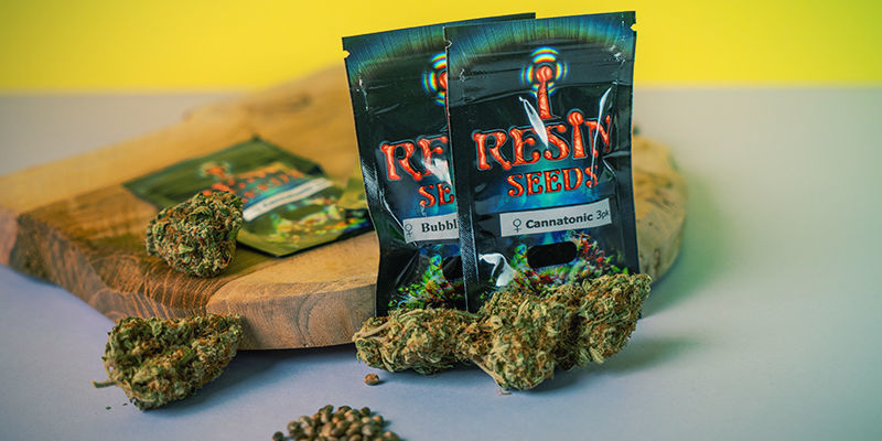 Resin Seeds: Kun feminiserede cannabisfrø Resin Seeds: Feminized Cannabis Seeds