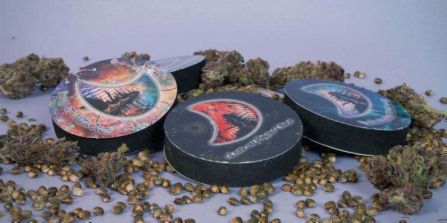 Hvordan pakkes GeneSeeds Cannabisfrø? GeneSeeds Cannabis Seeds Package