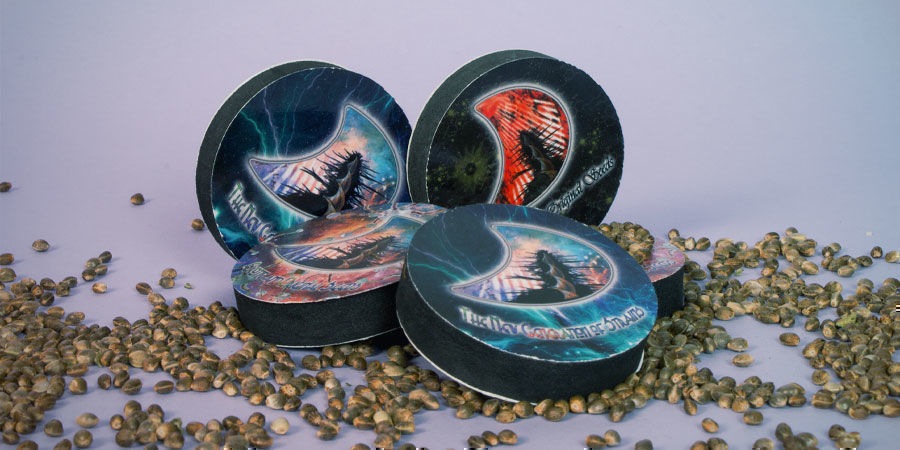 Hvilke er de bedste cannabissorter fra GeneSeeds? De bedste cannabissorter fra GeneSeeds