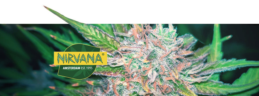 Information About Nirvana Seeds