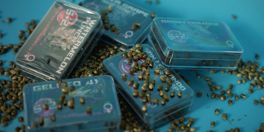 Hvor kan jeg købe Growers Choice Cannabisfrø? Køb Growers Choice Cannabisfrø