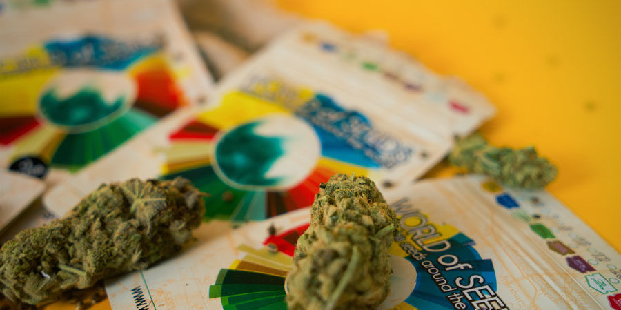 Hvilke er de bedste cannabissorter fra World Of Seeds? Hvilke er de bedste cannabissorter fra World Of Seeds?