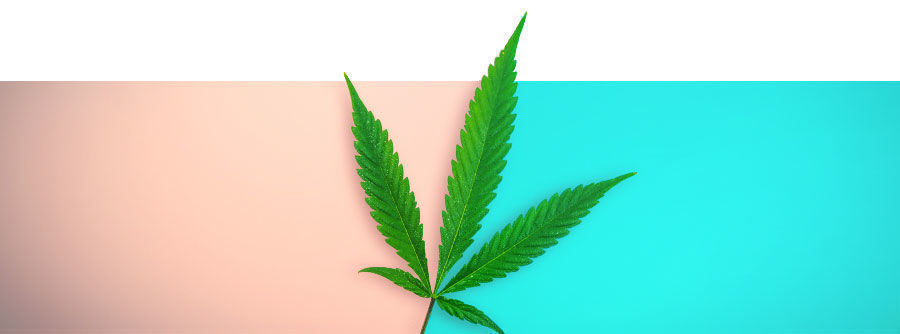 regulære cannabisfrø