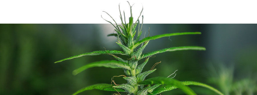 Klassiske cannabissorter