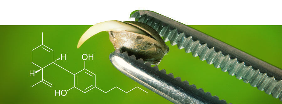 Om CBD frø