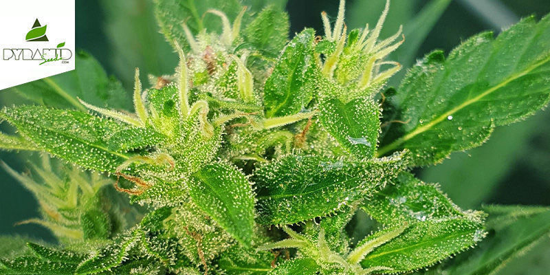 Auto Super Hash (Pyramid Seeds) Feminiserede