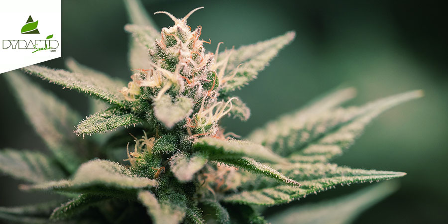 Super Hash (Pyramid Seeds) Feminiserede