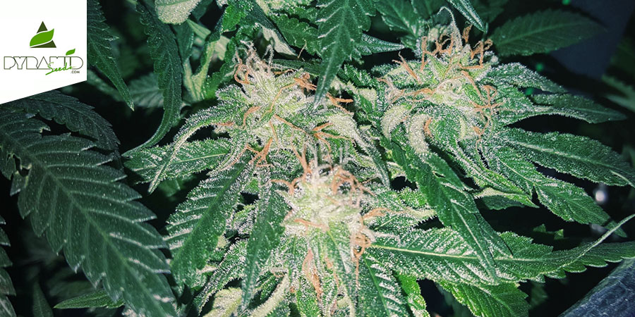 Tutankhamon (Pyramid Seeds) feminiserede