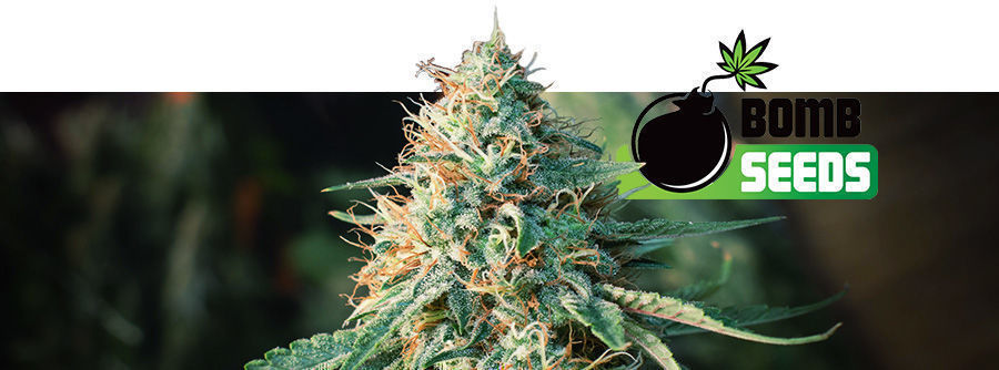 Information om Bomb Seeds