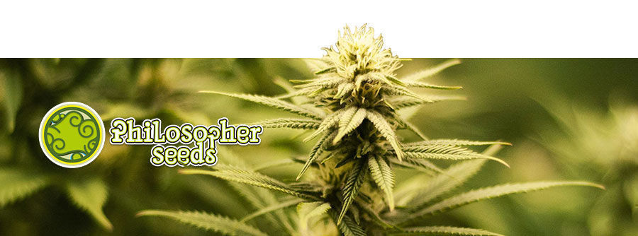 Information om Philosopher Seeds Information om Philosopher Seeds