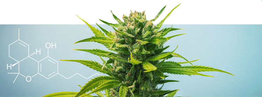 En guide til sorter med højt THC-indhold En guide til sorter med højt THC-indhold