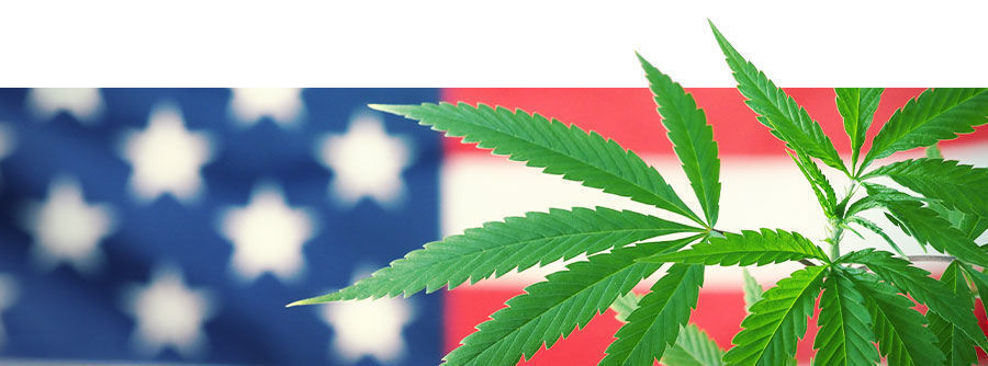 Amerikansk cannabis Amerikansk cannabis