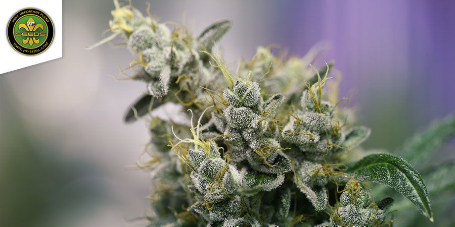 Atlant CBD af VIP Seeds Atlant CBD By VIP Seeds