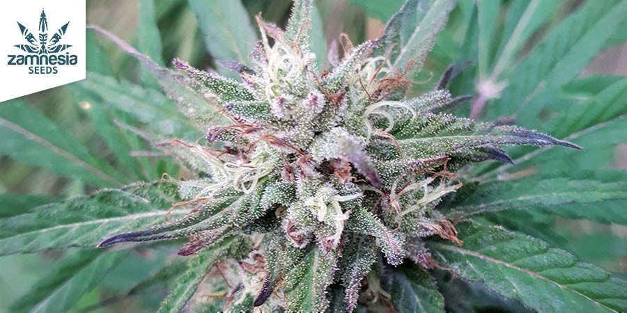 CBD Fix af Zamnesia Seeds CBD Fix By Zamnesia Seeds