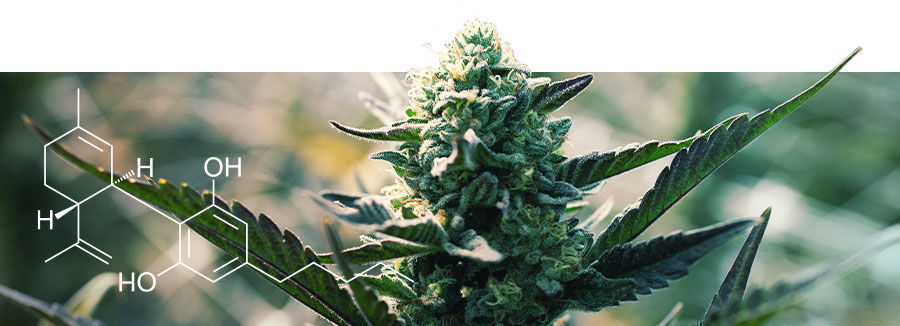 Om cannabissorter med højt CBD-indhold Om cannabissorter med højt CBD-indhold
