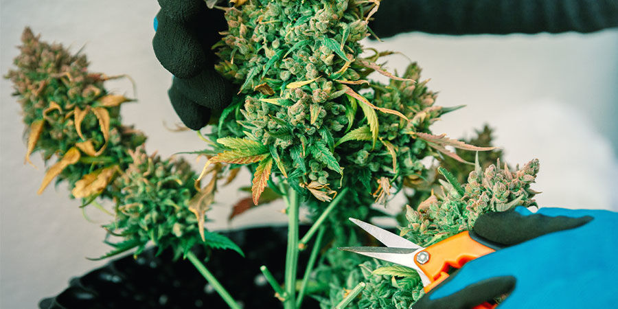 Højt CBD vs højt THC (sorter) High CBD VS High THC Strains