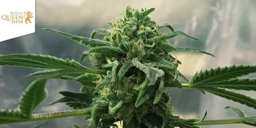 Royal Highness Af Royal Queen Seeds Royal Highness By Royal Queen Seeds