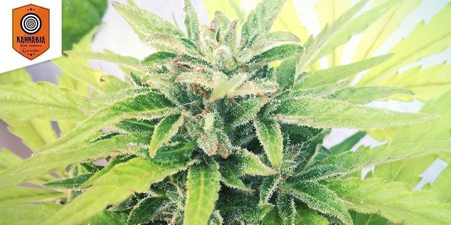 Swiss Dream Auto CBD af Kannabia Seeds Swiss Dream Auto CBD By Kannabia Seeds