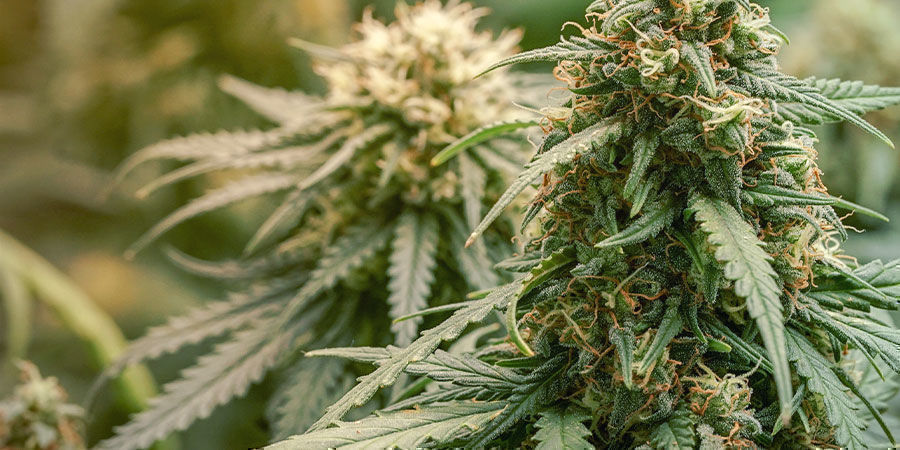Hvad betragtes som en sort med højt CBD-indhold? Hvad betragtes som en sort med højt CBD-indhold?