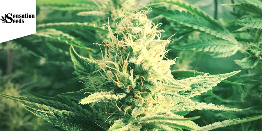 White Widow (Sensation Seeds) feminiseret