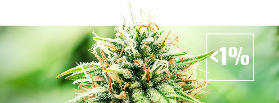 Om cannabis med lavt THC-indhold (under 1%)