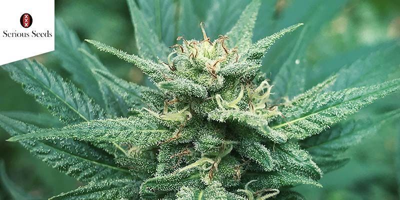 Serious 6 (Serious Seeds) feminiserede