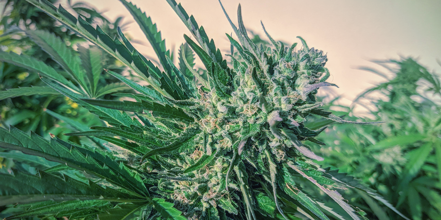 Hvilke er de bedste autoflower cannabisfrø fra Sensi Seeds? Hvilke er de bedste autoflower cannabisfrø fra Sensi Seeds?