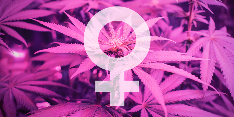 Hvilke er de bedste feminiserede cannabisfrø fra Sensi Seeds? Hvilke er de bedste feminiserede cannabisfrø fra Sensi Seeds?