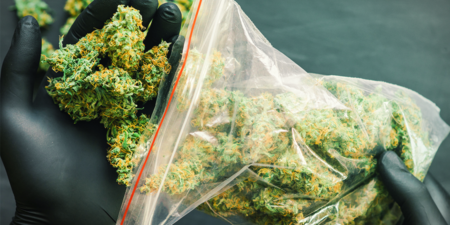 Hvilke Sensi Seeds cannabissorter giver det højeste udbytte? Hvilke Sensi Seeds cannabissorter giver det højeste udbytte?