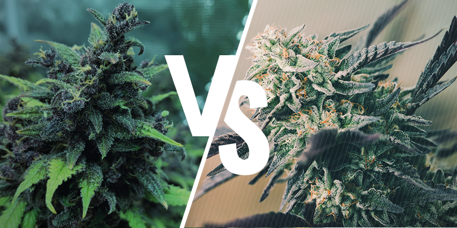 Forskellen på feminiserede, autoflowering og regulære frø? Forskellen på feminiserede, autoflowering og regulære frø