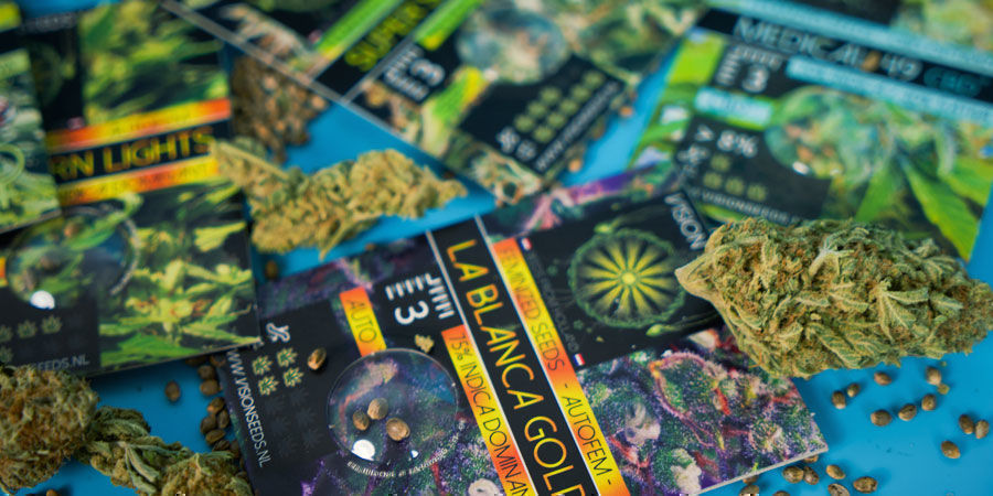 Mest populære cannabisfrø fra Vision Seeds Mest populære cannabisfrø fra Vision Seeds