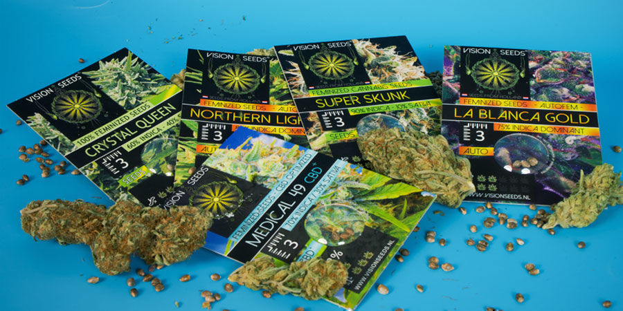 Historien bag Vision Seeds The Story Behind Vision Seeds