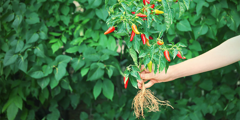Hvornår og hvordan du ompotter dine chiliplanter Dyrkning af chilipebre – hvornår og hvordan du ompotter dine chiliplanter