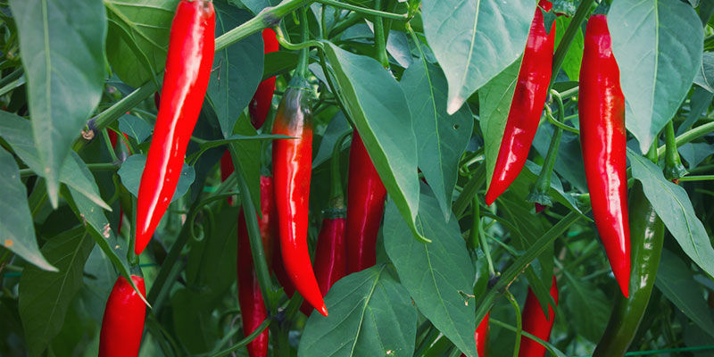 Hvornår skal man høste chilier? Dyrkning af chilipebre - hvornår skal man høste chilier?