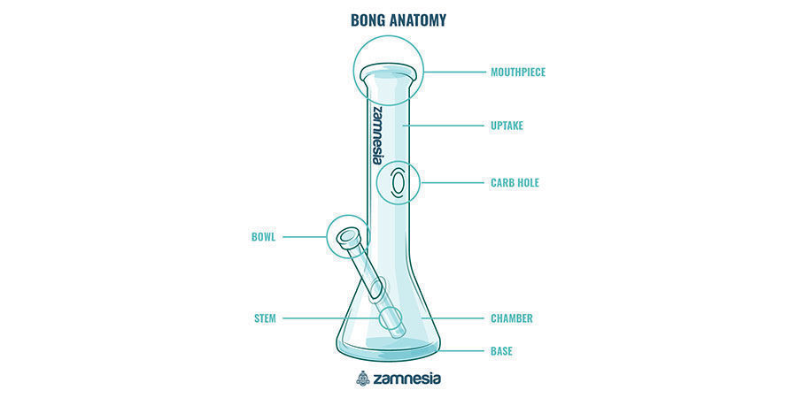 Bongens anatomi Bong Anatomy