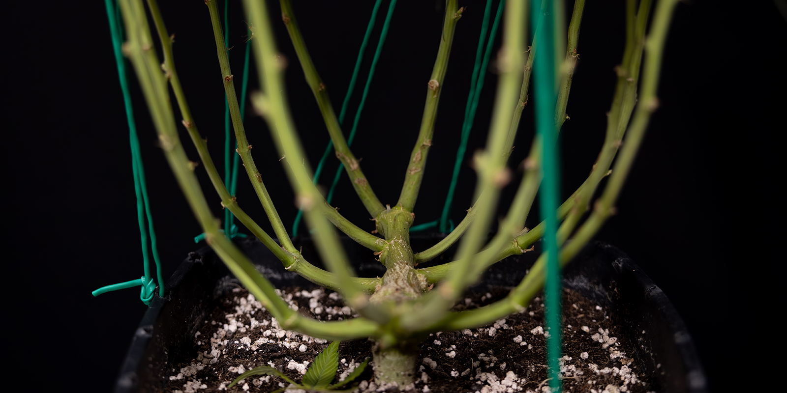 LST: Hemmeligheden bag glade, sunde Autoflower? LST: The secret to happy, healthy autoflowers?
