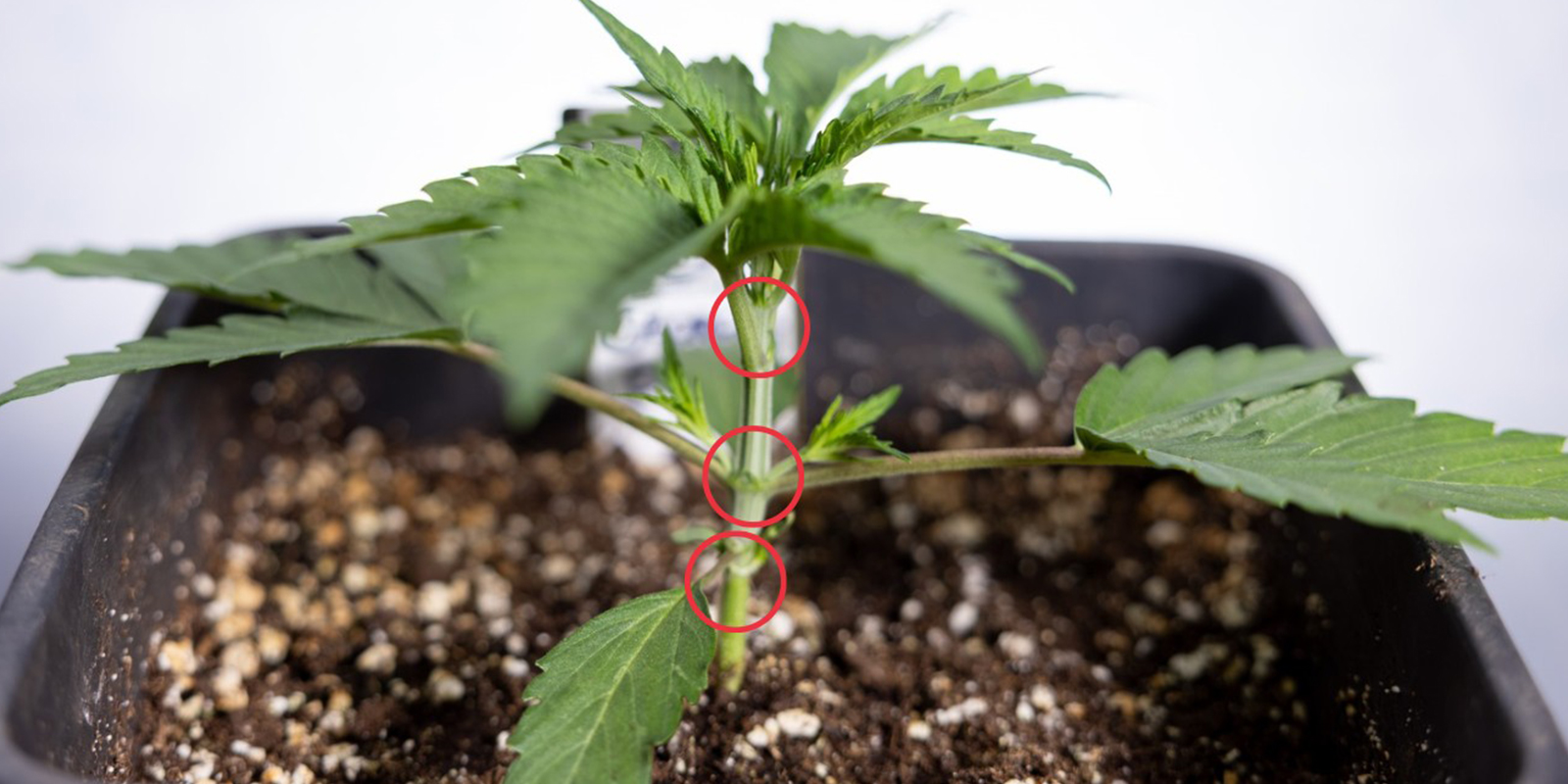 Hvornår skal man starte LST på Autoflower? Hvornår skal man starte LST på Autoflower?