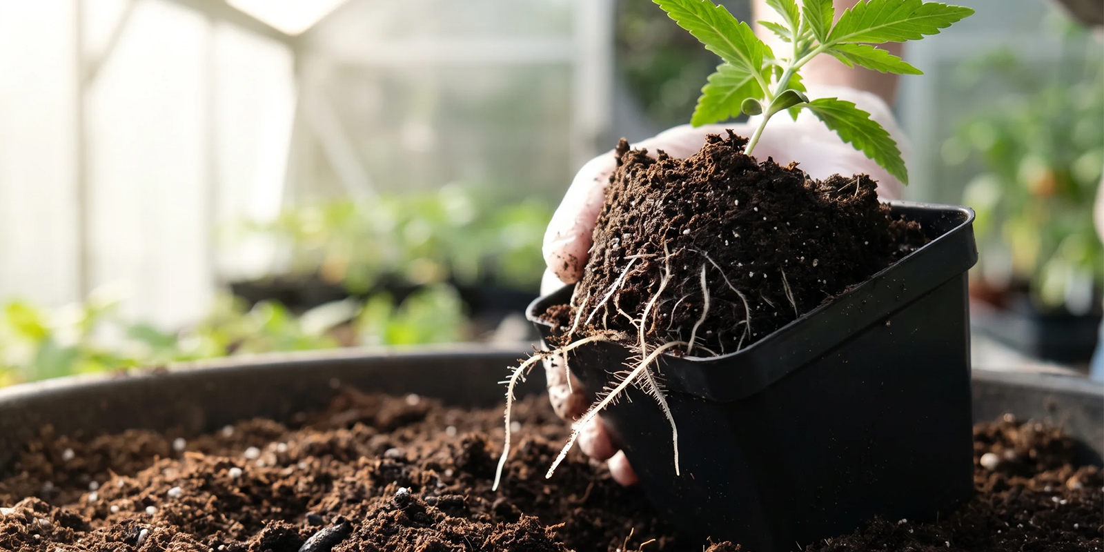 Hvorfor ompotte cannabis?