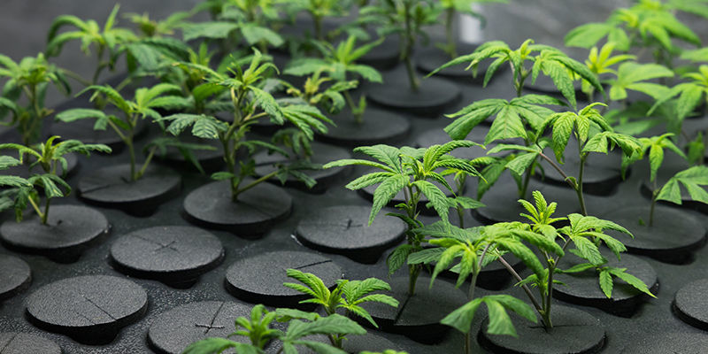 Klonstress Clone stress