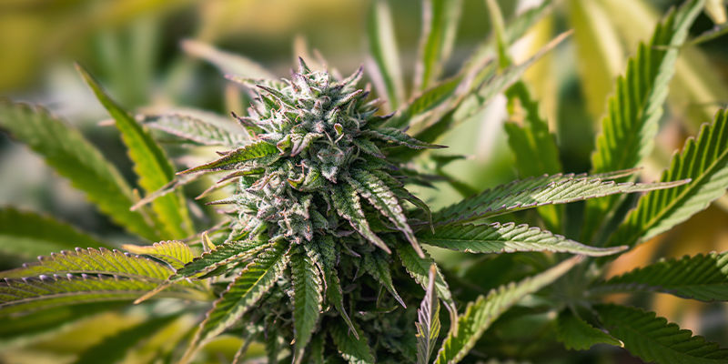 Sikr hurtig vækst for dine cannabisplanter Sikr hurtig vækst for dine cannabisplanter