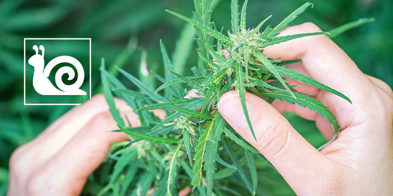 Langsom cannabivækst: Årsager og sådan løser du det Langsom cannabivækst: Årsager og sådan løser du det