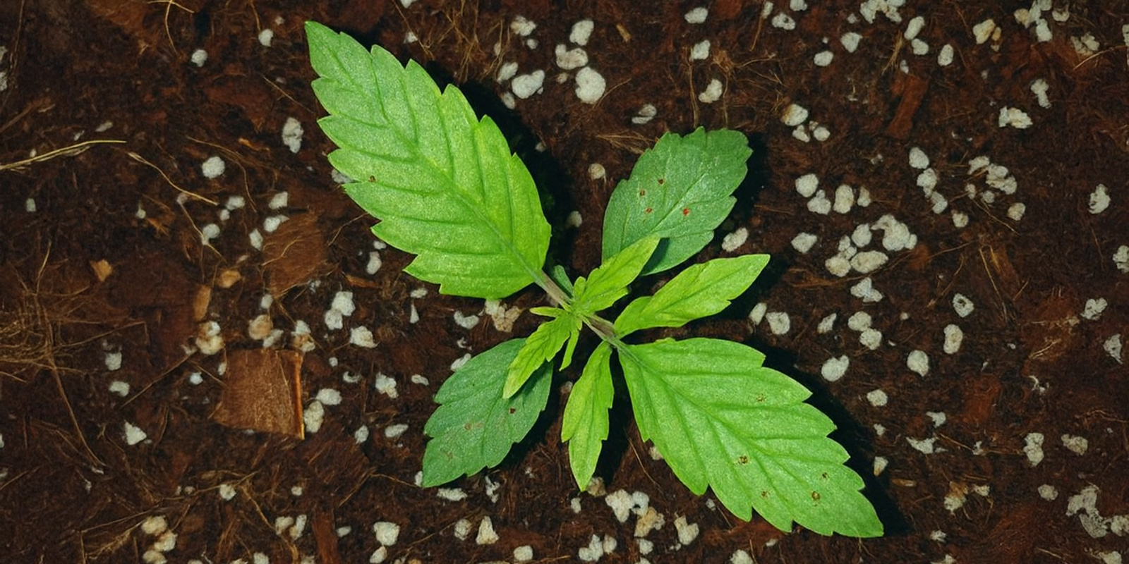 Calciummangel Calcium deficiency