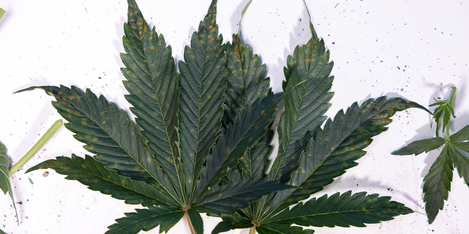 Årsager til brune pletter på cannabisblade Årsager til brune pletter på cannabisblade