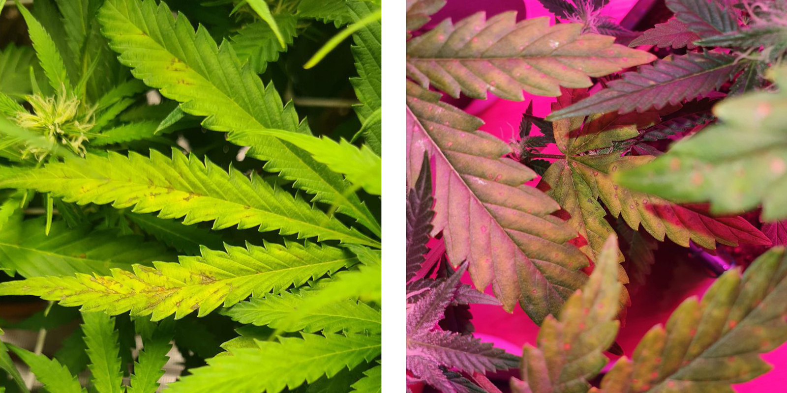 Øvre vs. nedre tegn på planten Upper vs lower plant signs