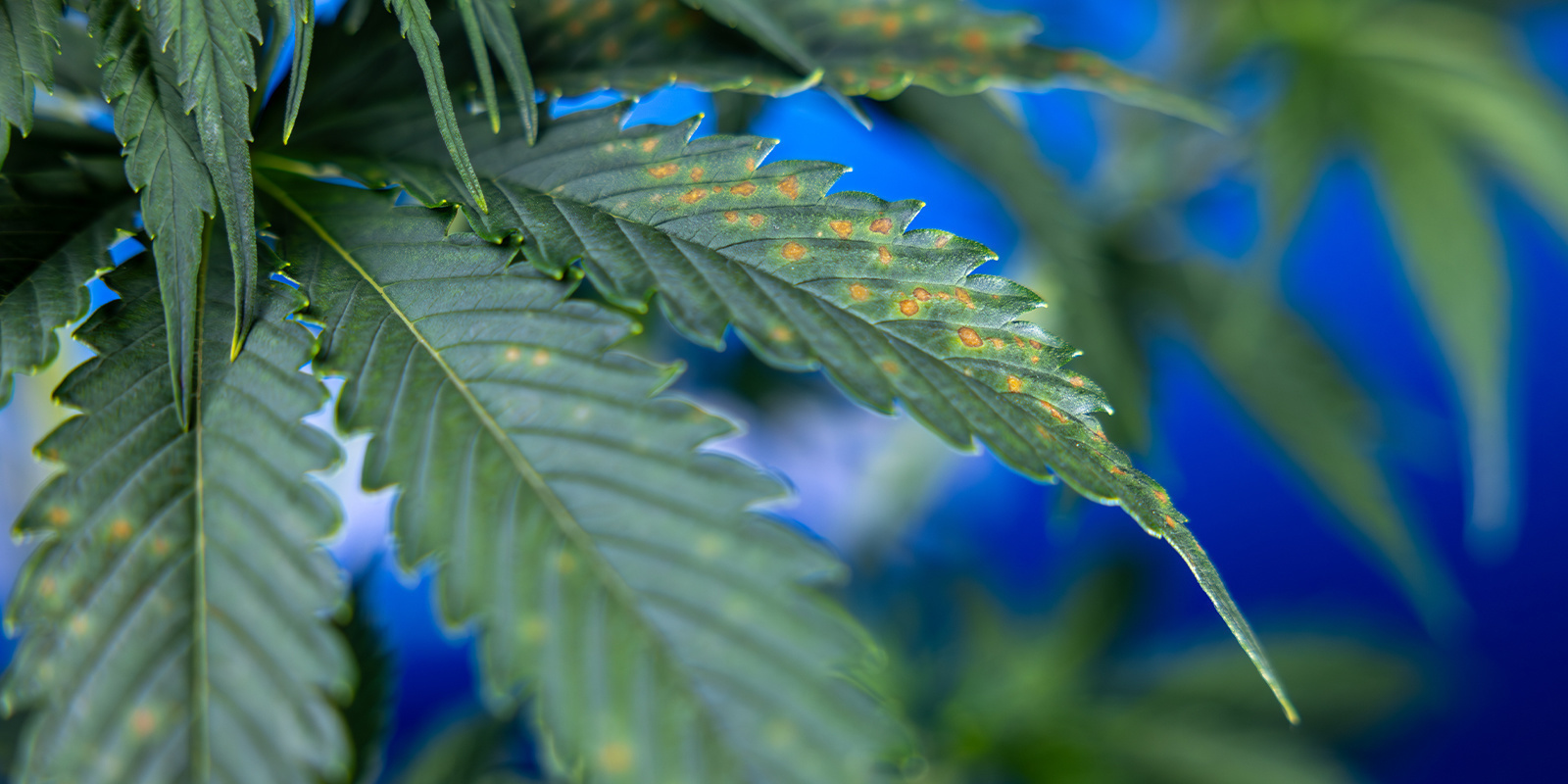 Hvad betyder brune pletter på cannabis? Hvad betyder brune pletter på cannabis?